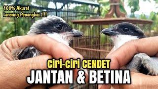 Perbedaan CENDET JANTAN & BETINA Langsung Penangkar 1000% Akurat‼️