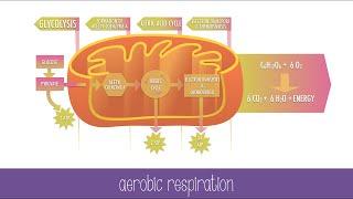 Cellular Respiration Steps and Pathways