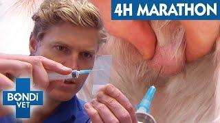 4 Hours Of Bondi Vet: Solving Mystery Animal Illnesses!