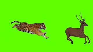 copyright free green screen animal videos