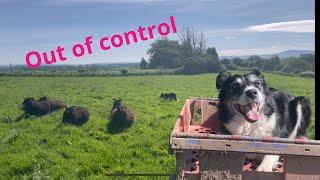 Amazing sheepdog herding sheep on Raw Instinct alone