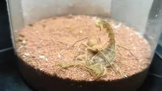 Six Eyed Sand Spider vs Mongolian Yellow Scorpion