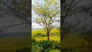 #viral #video #traveling #natural #field #tree #road #bus #enjoy