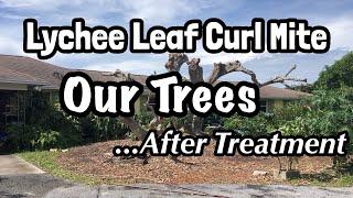 Lychee Leaf Curl Mite | Our Trees AFTER Treatment!