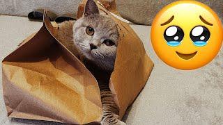 Funniest Animals  New Funny Cats and Dogs Videos  - Ep.622