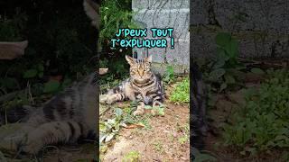 Petitou, mon oseille !!! #humour hu #chat #shortswithzita