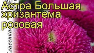 Астра китайская Большая хризантема розовая. Краткий обзор, описание характеристик, где купить семена