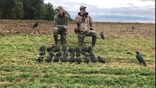 Crow Hunting With Shotgun: Pa. Early October 2020