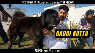 Gaddi Kutta  Our Indian Dog Breed  | SCOOBERS