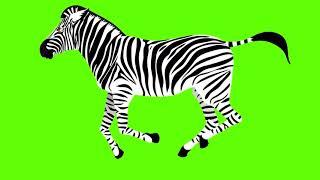 Zebra Run | Animation Green Screen | 4K No Copyright | Animals Free Stock Footage #greenscreen