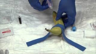 Phlebotomy:  Needle Puncture Practice On Bananas