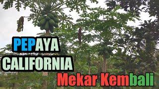 Pepaya California Mekar Kembali