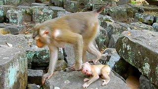 Million sad! Baby monkey Lily so sad and crying loudly because hurt when mom Libby mistreating her