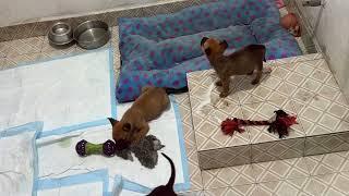 Son cachorros bravucones  míralos que lindos con su primer juguete