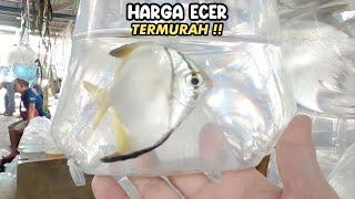 HARGA ECER TERMURAH‼️PASAR IKAN HIAS PARUNG‼️