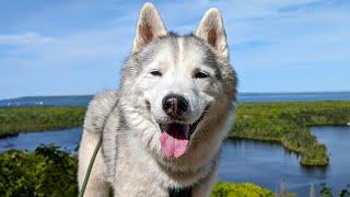 This Husky is On Top of the World!