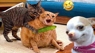 Funniest Cats And Dogs Videos  - Best Funny Animal Videos 2024 #7