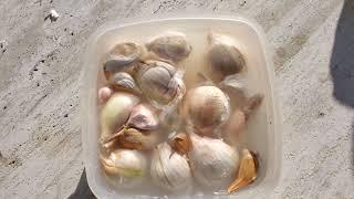 How to plant Fall Garlic {} Easy