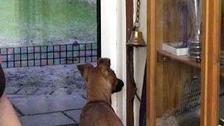 Teach your dog to ring bell to ask to go outside!