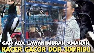 GAK NEKO-NEKO JUAL APA ADANYA KACER GACOR DOR 300 RIBU DI PASAR BURUNG PRAMUKA