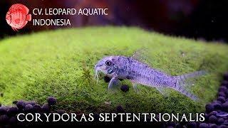 Corydoras septentrionalis (Leopard Aquatic A005B)