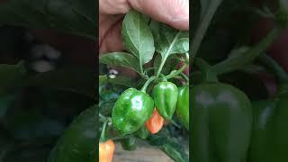 Habanero Orange перец острый 2021 года