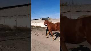 GO ON VILLAGE STREET HORSE WITH PERSON #horsemarket #animals #shorts