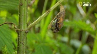 La métamorphose d'un papillon