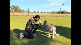 World's Largest Hopping Animals | Australia