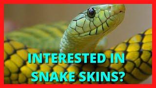 Interested in SNAKE SKINS? Find here over 20 different SNAKE SKINS!! Slither.io skins