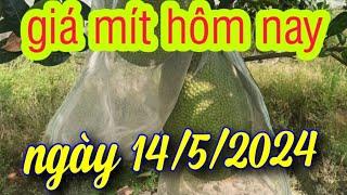 giá mít hôm nay ngày 14/5/2024