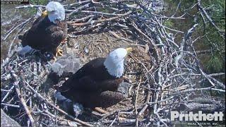 SWFL Eagles ~ Harriet Brings A Cat To Nest! Not A Stuffy! Warning Viewer Discretion Advised 2.15.21