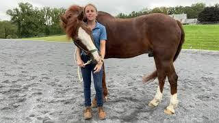 Equine Hamstring Stretch