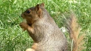 Squirrel eating apple slice.