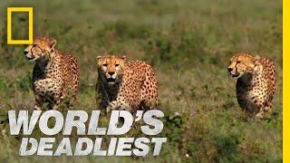 Cheetah Brothers' Takedown | World's Deadliest