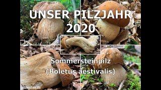 Unser Pilzjahr 2020 - Sommersteinpilz, Eichensteinpilz, Boletus aestivalis,  Boletus reticulatus
