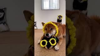 Pass the sweetness along - send this cute Shiba Inu to your friends. #shibainu #forward