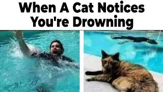 Funny Cat Memes