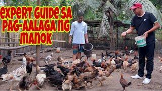 Paano Mag-Alaga ng Native na Manok | BEGINNER'S ULTIMATE GUIDE