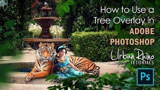 How to Use a Tree Overlay in Adobe Photoshop