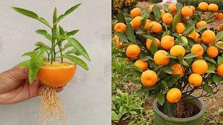 Best way to grow orange tree from orange - grow orange 