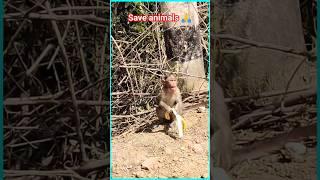 83 Baby monkey video  #animals #funnymonkeyvideos #monkeybaby