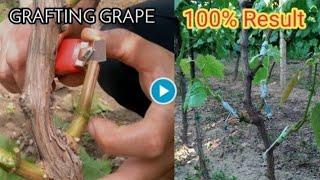 How to graft grape vines?