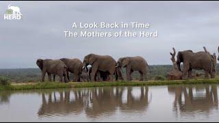 A Celebration of the Mothers in the Jabulani Herd 