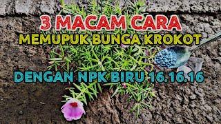 3 MACAM CARA MEMUPUK BUNGA KROKOT DENGAN NPK BIRU 16.16.16