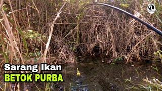 Sarang Ikan Betok Monster Ikan Betok Purba Mengagetkan Pemancing @pomolelor