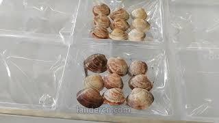 Shell mussels vacuum packaging machine