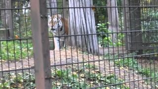 Siberian tiger (Panthera tigris altaica) pacing around