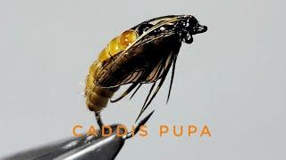 One method of tying an October caddis pupa fly pattern. Family Limnephilidae.