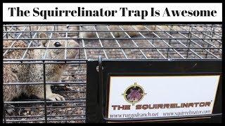 The SQUIRRELINATOR Squirrel Trap Is Awesome - Best Ground Squirrel Trap - Mousetrap Monday